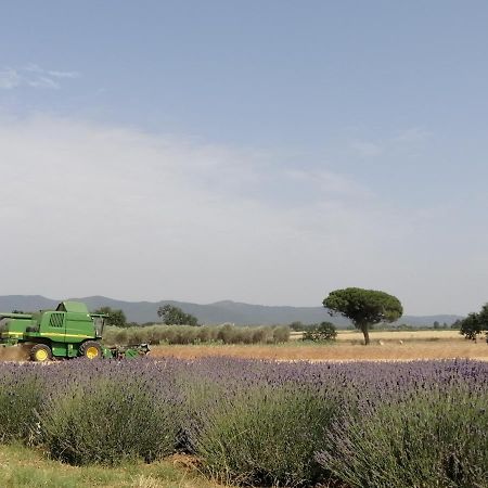 Agriturismo Susanna E Atria Bibbona Dış mekan fotoğraf