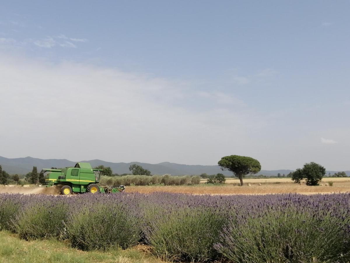 Agriturismo Susanna E Atria Bibbona Dış mekan fotoğraf