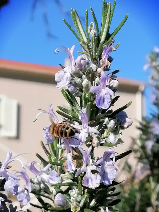 Agriturismo Susanna E Atria Bibbona Dış mekan fotoğraf