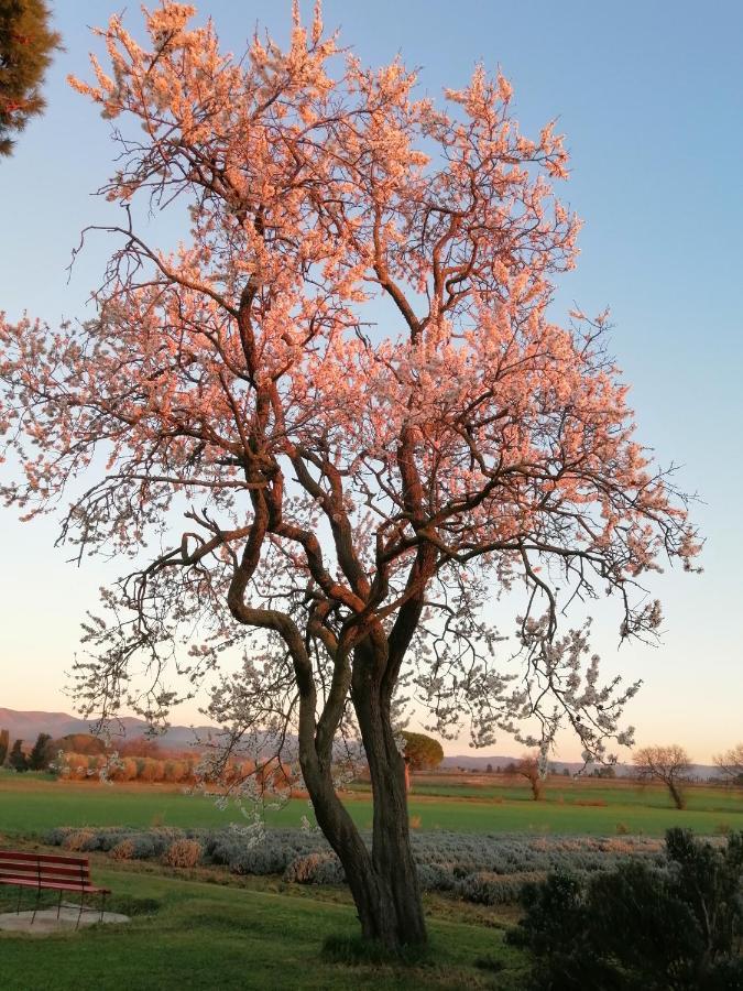 Agriturismo Susanna E Atria Bibbona Dış mekan fotoğraf